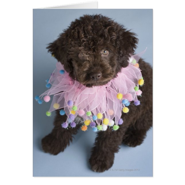 Italiaanse waterdog (Lagotto) Puppy (Voorkant)