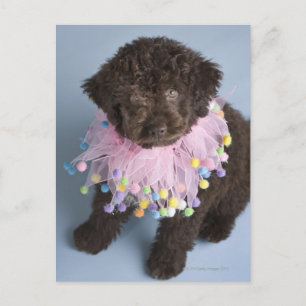 Italiaanse waterdog (Lagotto) Puppy Briefkaart
