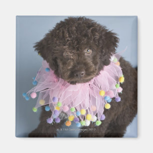 Italiaanse waterdog (Lagotto) Puppy Magneet