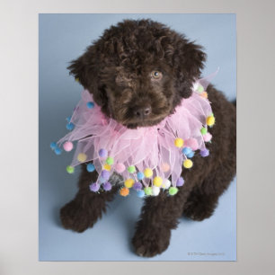 Italiaanse waterdog (Lagotto) Puppy Poster