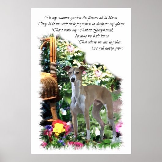 Italiaanse windhond Kunstprint Poster (Voorkant)