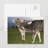 Italië, Alto Adige Briefkaart (Voorkant / Achterkant)