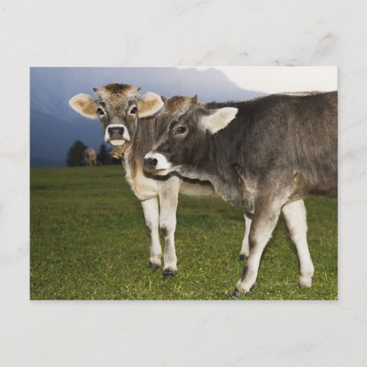 Italië, Alto Adige Briefkaart (Voorkant)