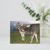 Italië, Alto Adige Briefkaart (Staand voorkant)