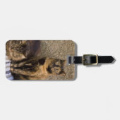 Italië, Cinque Terre, Vernazza. Drie katten Bagagelabel (Voorkant horizontaal)