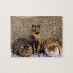 Italië, Cinque Terre, Vernazza. Drie katten Legpuzzel