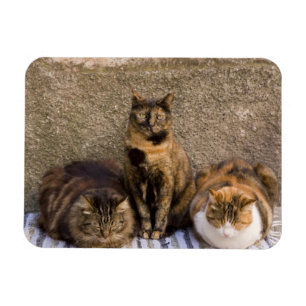 Italië, Cinque Terre, Vernazza. Drie katten Magneet