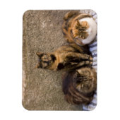Italië, Cinque Terre, Vernazza. Drie katten Magneet (Verticaal)