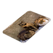 Italië, Cinque Terre, Vernazza. Drie katten Magneet (Linkerzijde)