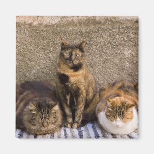 Italië, Cinque Terre, Vernazza. Drie katten Magneet