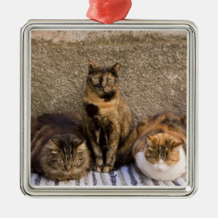 Italië, Cinque Terre, Vernazza. Drie katten Metalen Ornament