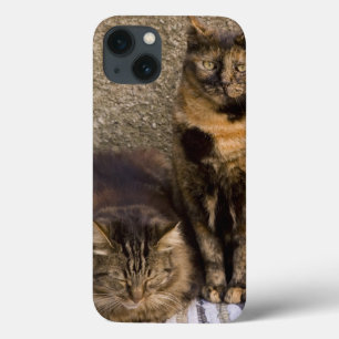 Italië, Cinque Terre, Vernazza. Drie katten naast iPhone 13 Hoesje