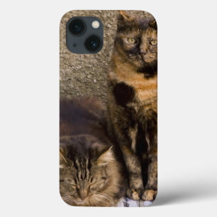 Italië, Cinque Terre, Vernazza. Drie katten naast Case-Mate iPhone Case
