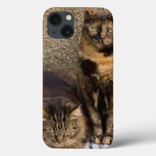 Italië, Cinque Terre, Vernazza. Drie katten naast Case-Mate iPhone Case (Achterkant)
