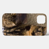 Italië, Cinque Terre, Vernazza. Drie katten naast Case-Mate iPhone Case (Achterkant (horizontaal))