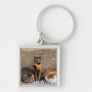 Italië, Cinque Terre, Vernazza. Drie katten Sleutelhanger