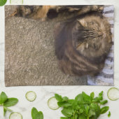 Italië, Cinque Terre, Vernazza. Drie katten Theedoek (Gevouwen)