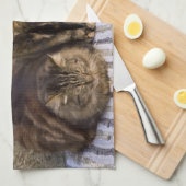 Italië, Cinque Terre, Vernazza. Drie katten Theedoek (Quarter Fold)