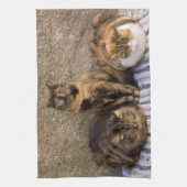 Italië, Cinque Terre, Vernazza. Drie katten Theedoek (Verticaal)