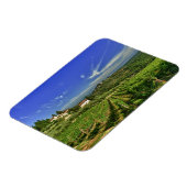 Italië, Toscane, Greve. De wijngaarden van Castell Magneet (Linkerzijde)