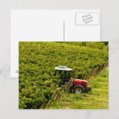 Italië, Toscane, Greve. Verpakkers op het werk tij Briefkaart (Voorkant / Achterkant)