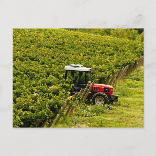 Italië, Toscane, Greve. Verpakkers op het werk tij Briefkaart (Voorkant)