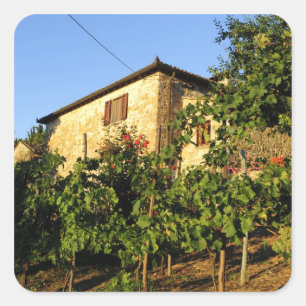 Italië, Toscane, Greve. Wijnscènes in de late zome Vierkante Sticker