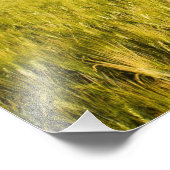 Italië, Toscane, Groepering Toscaanse Cypress 2 Foto Afdruk (Hoek)