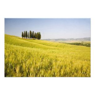 Italië, Toscane, Groepering van Toscaanse cipresse Foto Afdruk