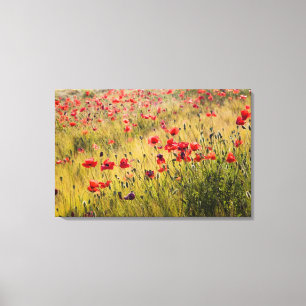 Italië, Toscane, Klaprozen in voorjaars tarweveld. Canvas Afdruk