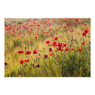 Italië, Toscane, Klaprozen in voorjaars tarweveld. Foto Afdruk