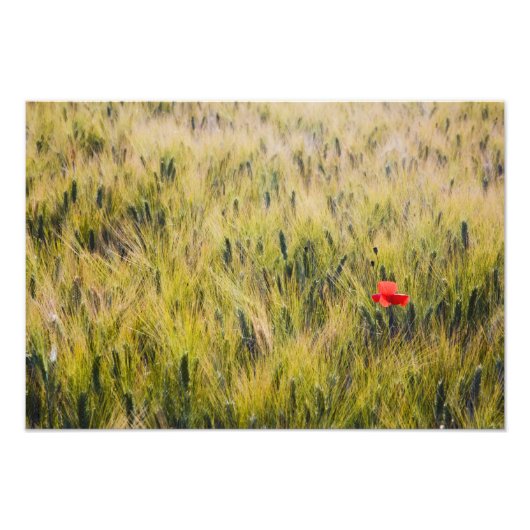 Italië, Toscane, Lone-papaver in lentestarwe Foto Afdruk (Voorkant)