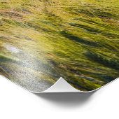 Italië, Toscane, Lone-papaver in lentestarwe Foto Afdruk (Hoek)