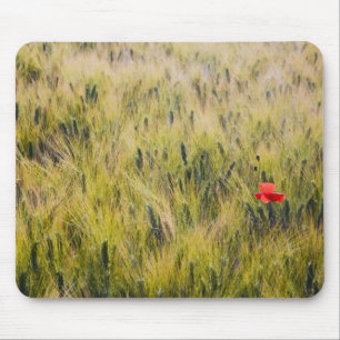 Italië, Toscane, Lone-papaver in lentestarwe Muismat