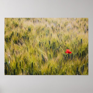 Italië, Toscane, Lone-papaver in lentestarwe Poster
