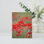 Italië, Toscane, Mass of Summer Poppies in Briefkaart (Staand voorkant)