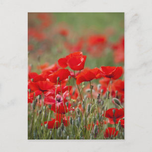 Italië, Toscane, Mass of Summer Poppies in Briefkaart