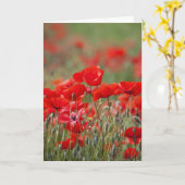 Italië, Toscane, Mass of Summer Poppies in Kaart (Gele Bloem)