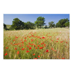 Italië, Toscane, Meadow met Summer Poppies en Foto Afdruk