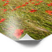 Italië, Toscane, Meadow met Summer Poppies en Foto Afdruk (Hoek)