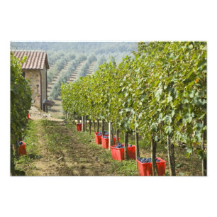 Italië, Toscane, Montalcino. Bakken met geoogste Foto Afdruk