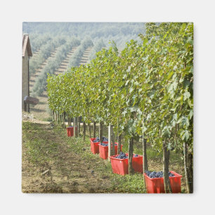 Italië, Toscane, Montalcino. Bakken met geoogste Magneet