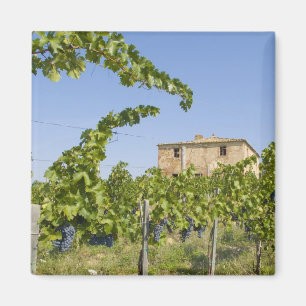 Italië, Toscane, Montepulciano. Wijn druiven klaar Magneet
