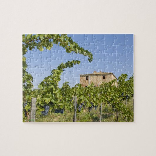 Italië, Toscane, Montepulciano. Wijndruiven gereed Legpuzzel (Horizontaal)