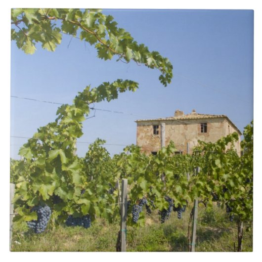Italië, Toscane, Montepulciano. Wijndruiven gereed Tegeltje (Voorkant)