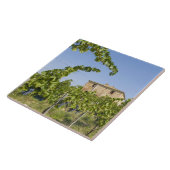 Italië, Toscane, Montepulciano. Wijndruiven gereed Tegeltje (Zijkant)