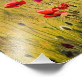 Italië, Toscane, papavers in de lenteswarveld. Foto Afdruk (Hoek)