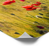 Italië, Toscane, papavers in de lenteswarveld. Poster (Hoek)