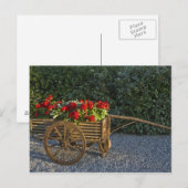 Italië, Toscane. Rode geraniums stromen uit een Briefkaart (Voorkant / Achterkant)