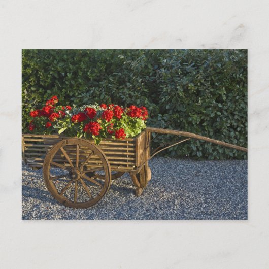 Italië, Toscane. Rode geraniums stromen uit een Briefkaart (Voorkant)